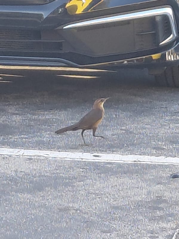 Bird observed on Miami pavement near white striping