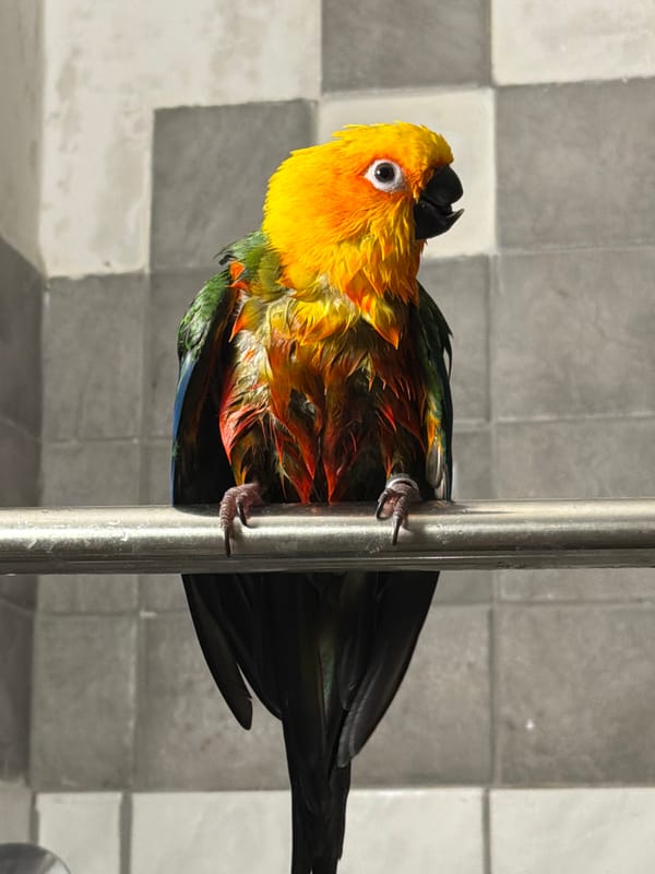 Pet parrot takes morning bath in Russian bathroom sink