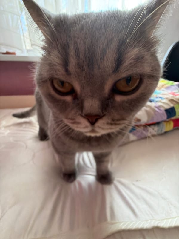 Gray tabby cat photographed on bedding in Perm, Russia