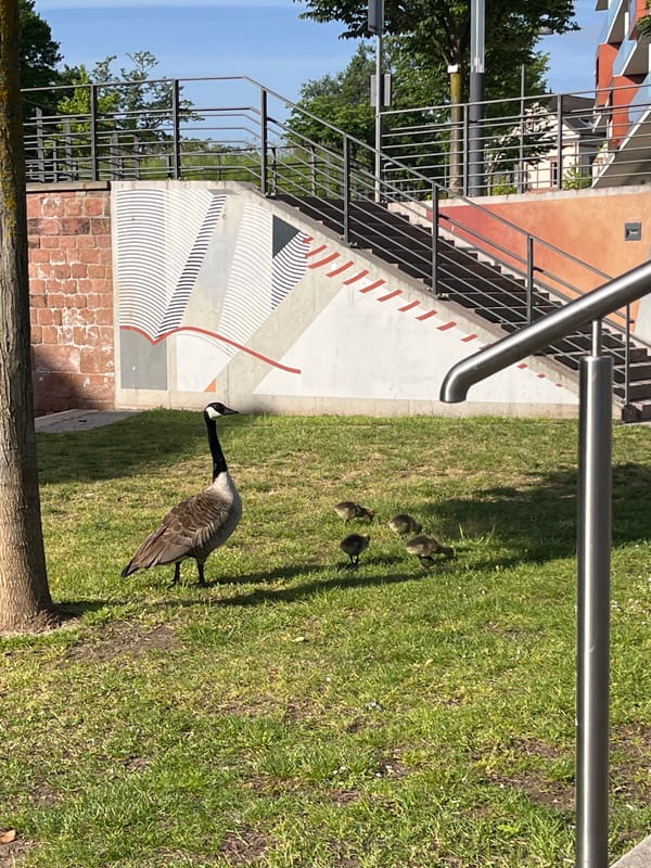Canada geese family spotted near canal in German city
