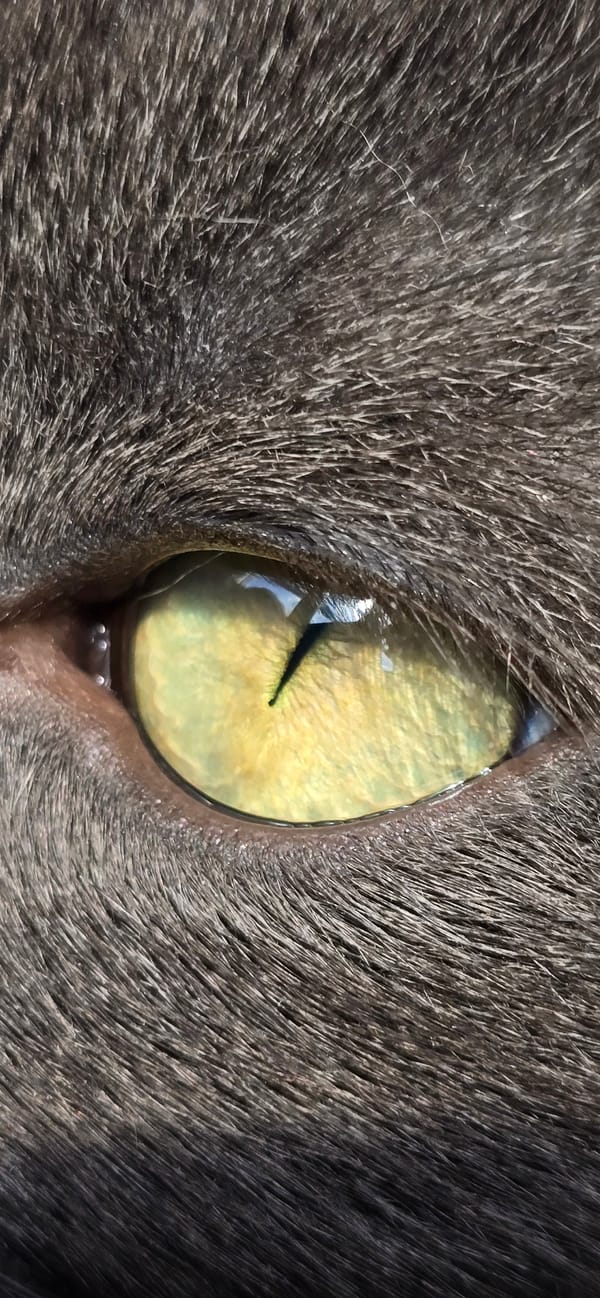 Gray cat in Vratsa: naps, grooming, and eye close-ups