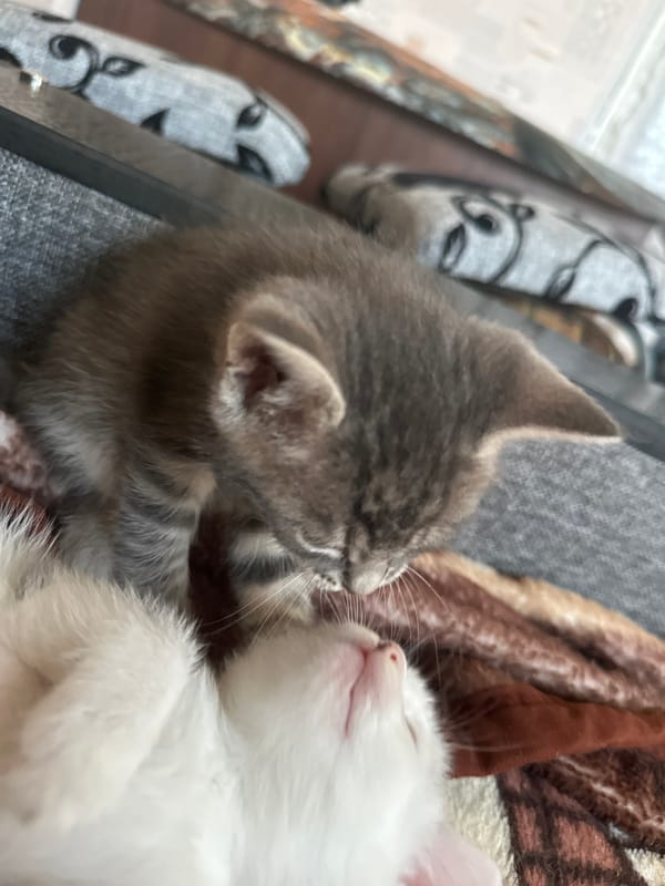 Witness captures kittens and puppy playing in home garden
