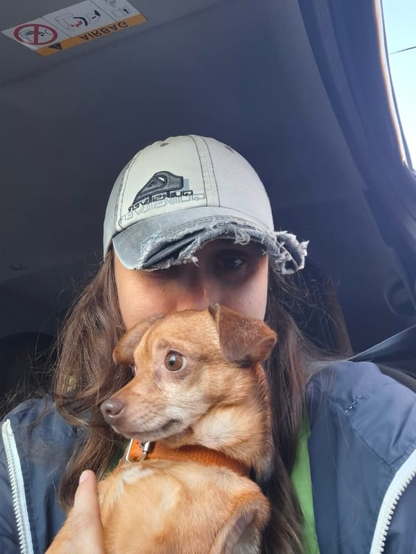 Woman with small dog observed in car in Wilde
