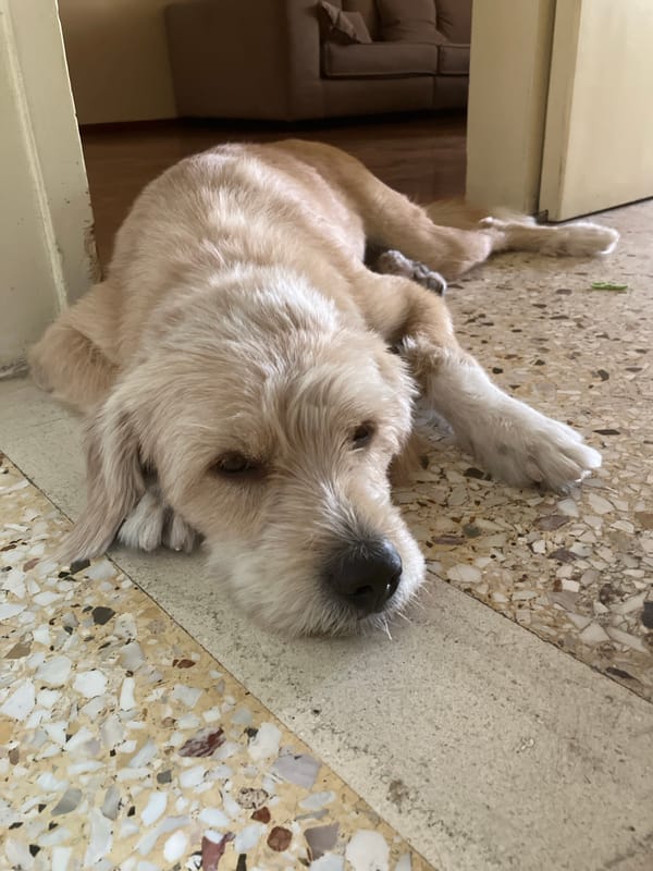 Scruffy dog takes it easy on a terrazzo floor