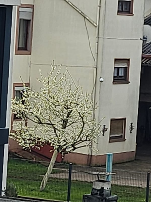 Quiet morning moments captured in residential Trier neighborhood