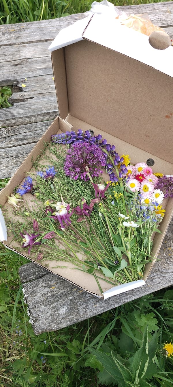 Woman collects wildflowers in Russian village field