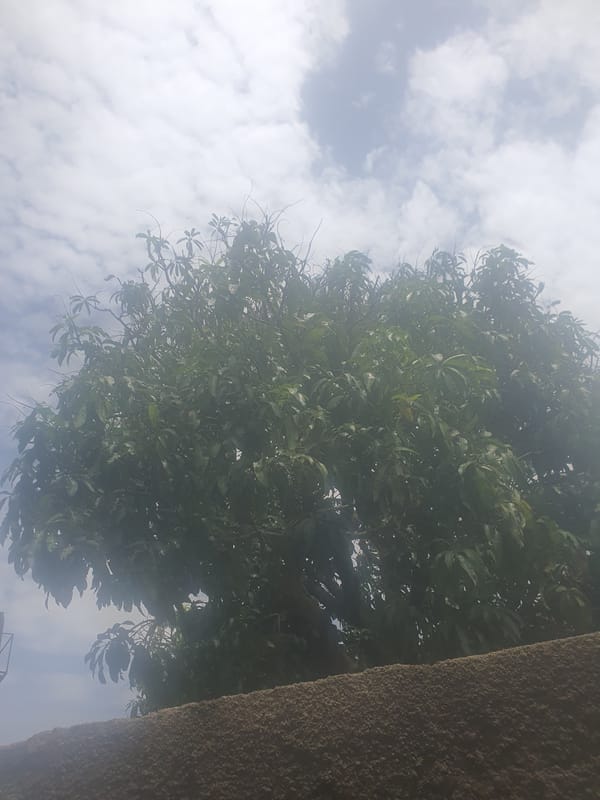 A quiet afternoon drifting through everyday Jos