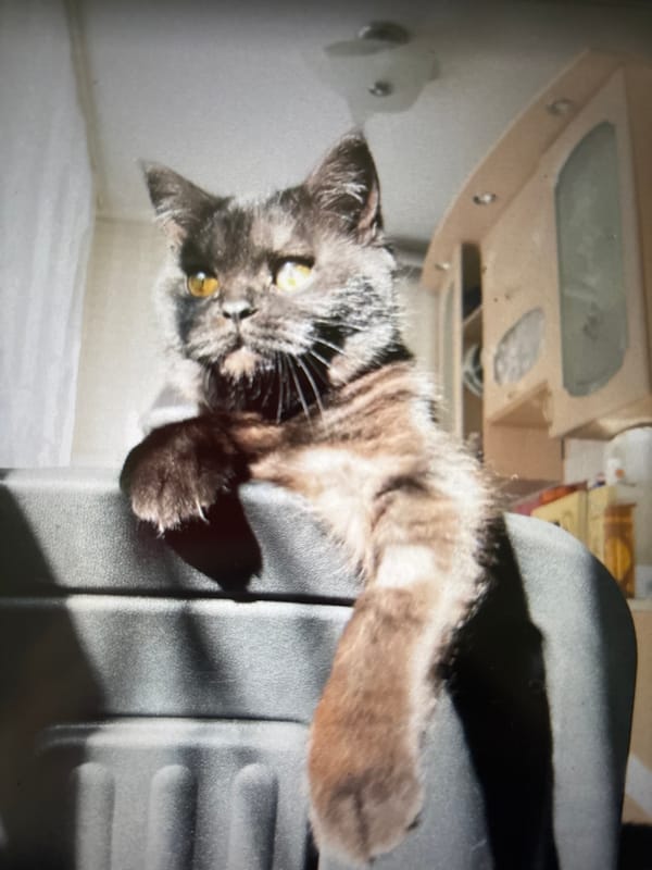 Cats, portraits, and quiet home moments in Novosibirsk