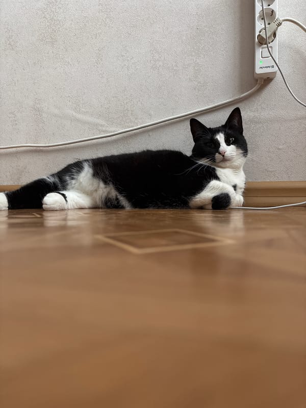 Cats and dogs at home on a quiet Saint Petersburg morning