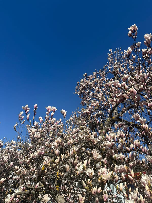 Spring moments captured in Gabrovo: flowering trees, sunlit cars