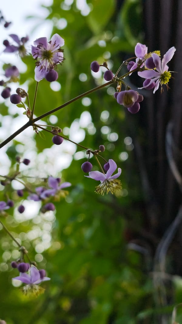 Purple wildflowers and berries, macro detail, Angarskie Khutora