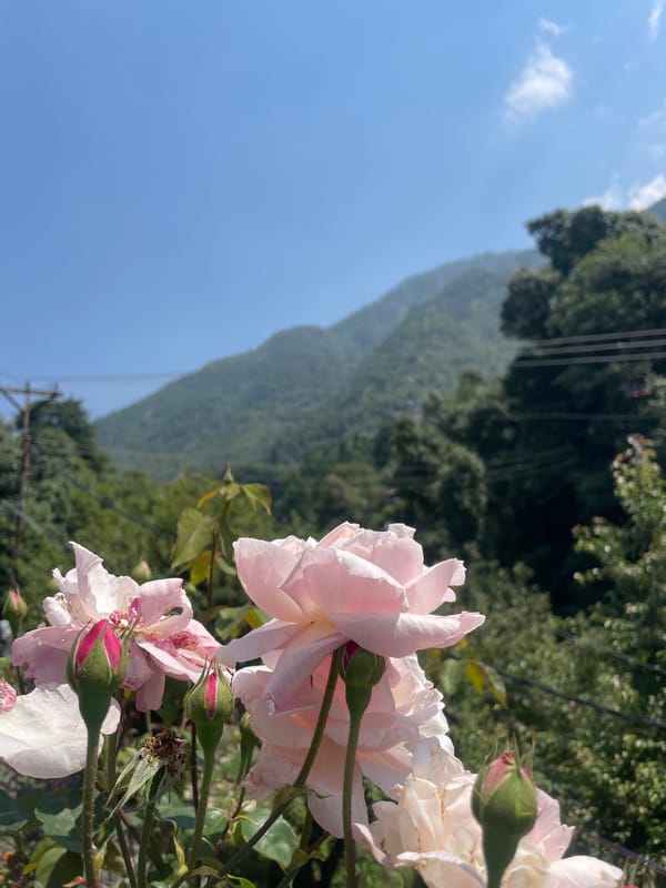 Morning scenes captured across Indian hill towns Bhagsu, Haini