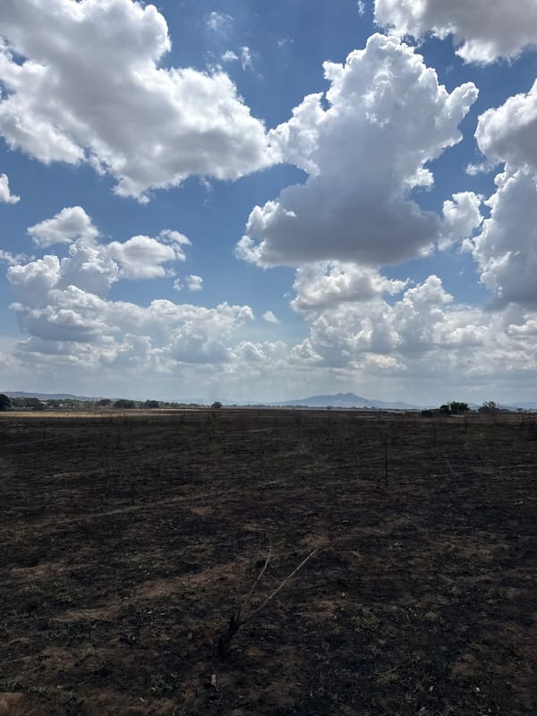 Burnt field documented across Cojedes region, Venezuela