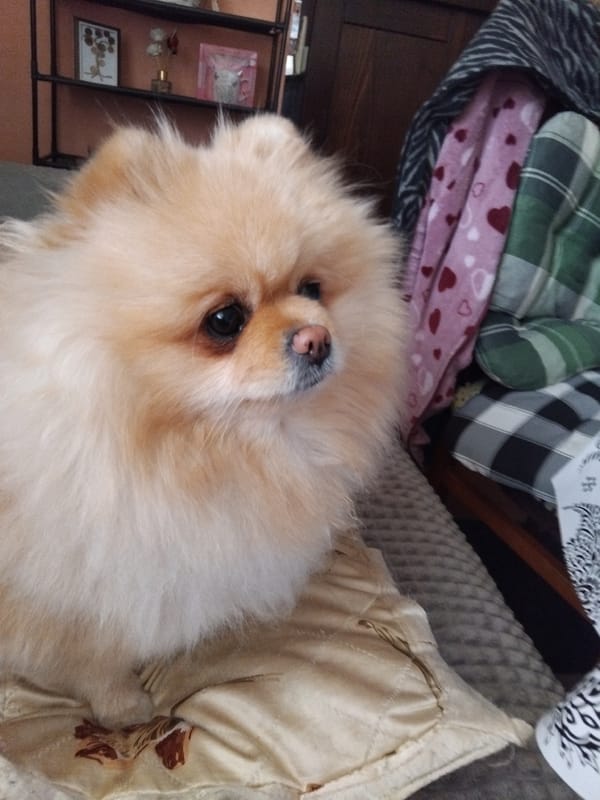 Pomeranian dog rests peacefully in Bulgarian home morning scene