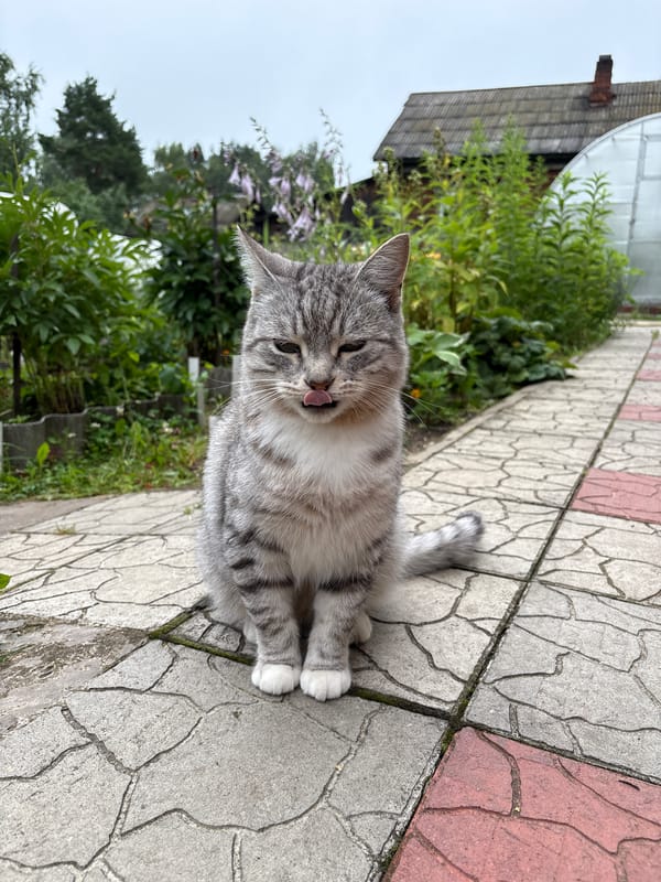 Backyard summer in Vetluzhsky: cats, beetles, berries, and blooms