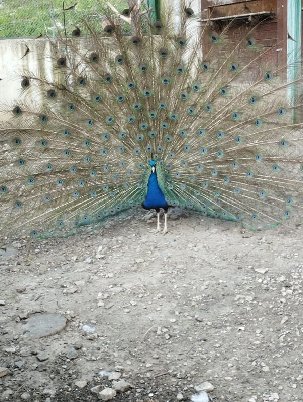 Peacock displays full plumage in outdoor enclosure