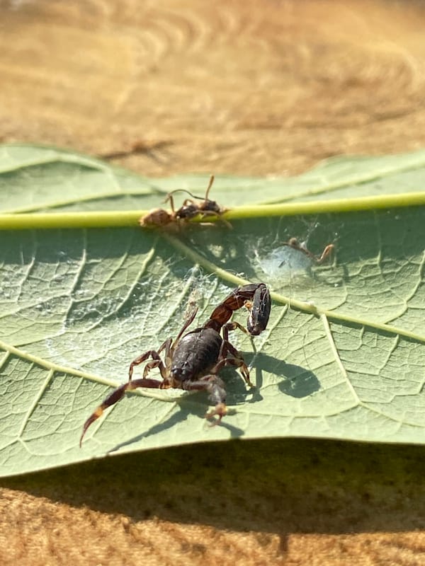 Scorpion spotted on leaf in Venezuelan town