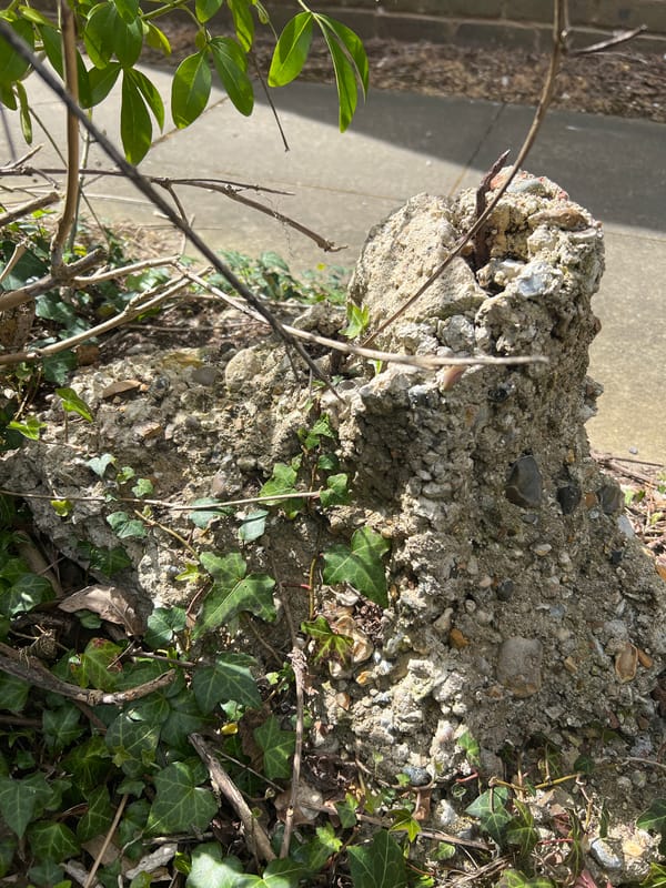 Vegetation-covered concrete block observed on pavement in Slough