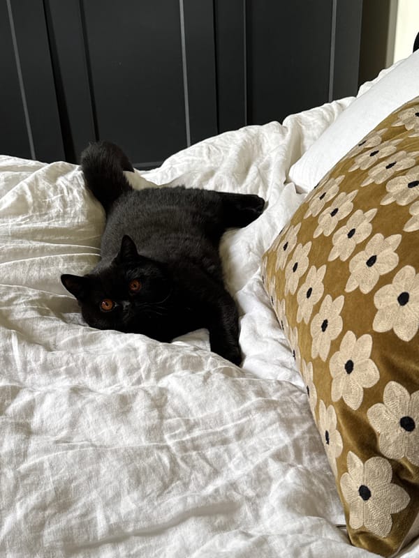 Black cat relaxes on London bed Thursday morning