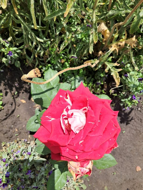 Garden blooms and growing vegetables in Kremenchuk home garden