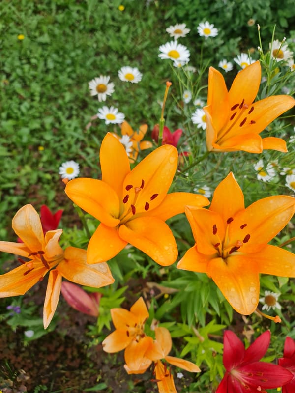Angarsk summer garden in full bloom, flowers everywhere