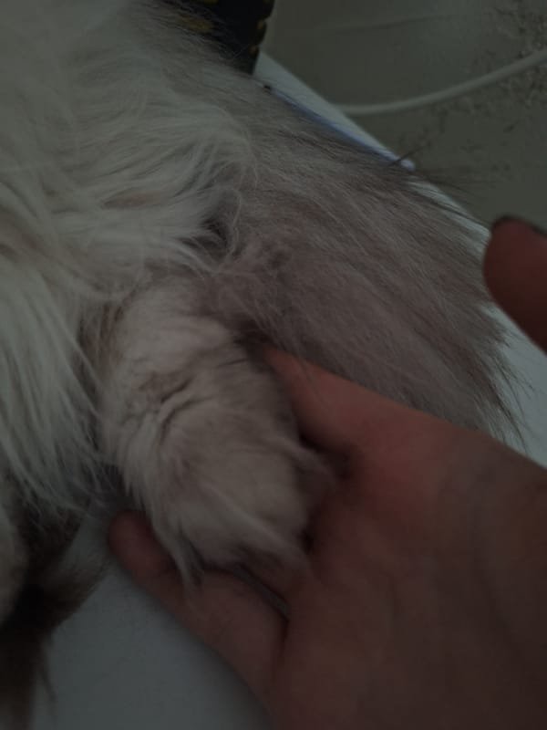 Pet owner documents quiet moments with fluffy cat in Bulgaria