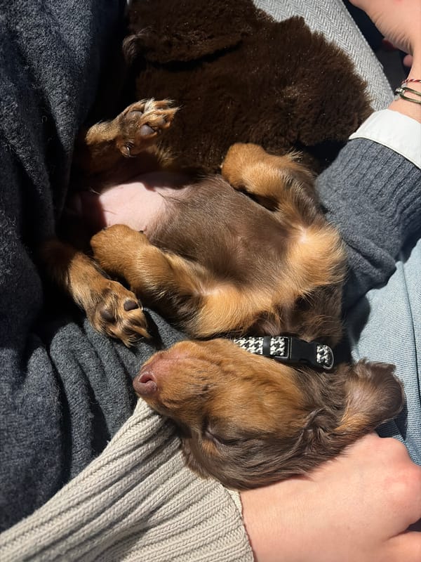Dachshund puppy relaxes belly-up in owner's lap, Montreal
