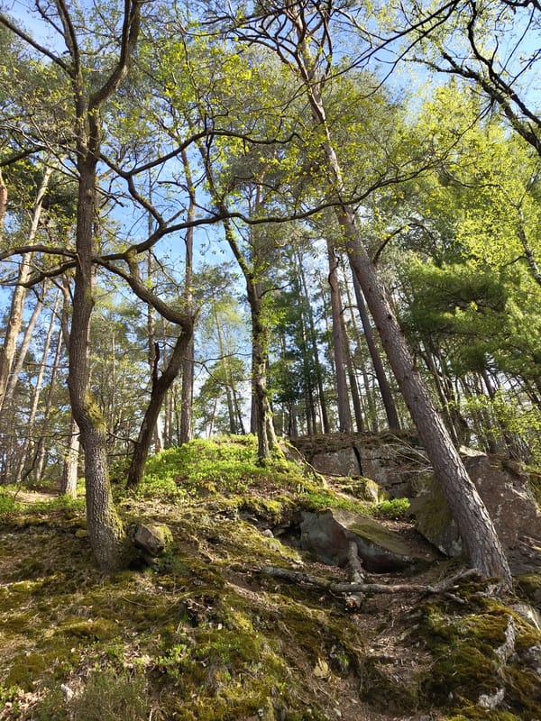 Morning forest hike documented through Mettlach trails and overlooks