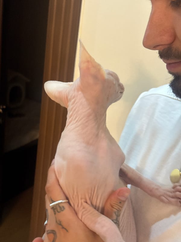 Yerevan dinner party with a Sphynx cat in attendance