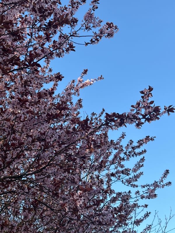 Spring flowering tree documented in early morning Łódź
