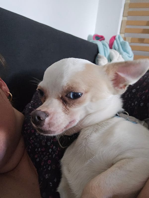 Small white dog photographed resting indoors in Hem, France