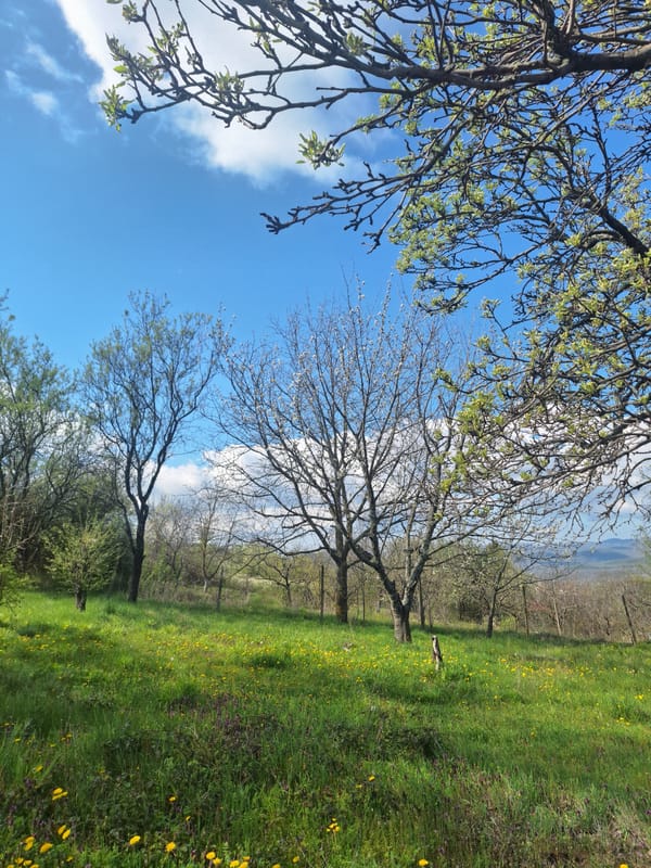 Spring morning captures child's playtime and nearby flowering field