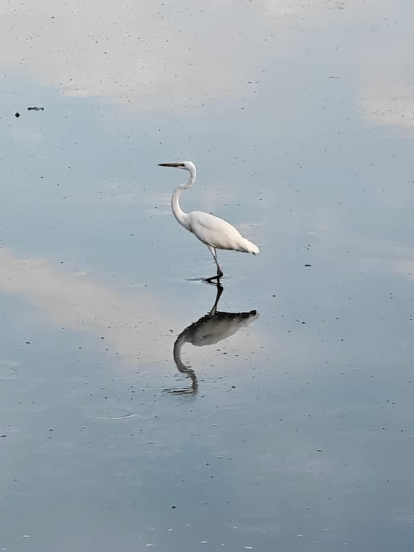 Egrets along the waterways of Lhokseumawe, Indonesia