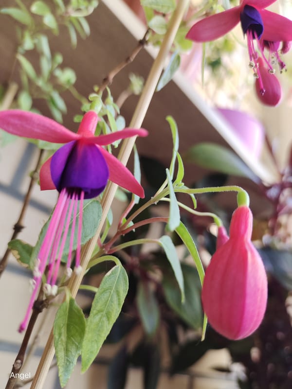 A quiet morning at home, flowers to skyline views