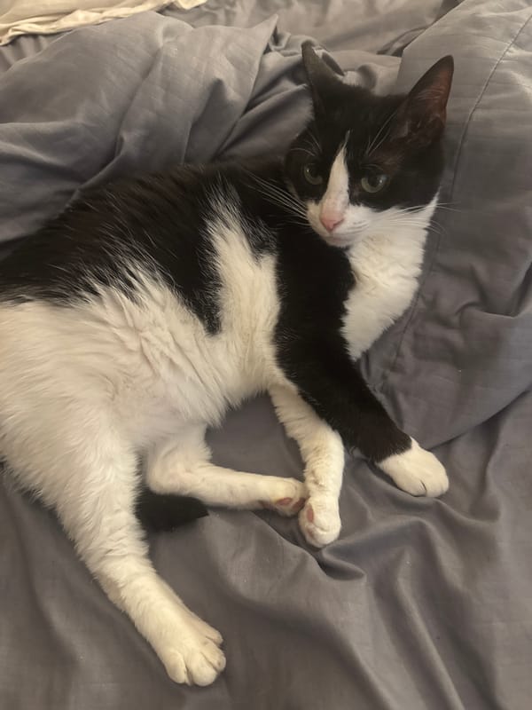Black and white cat relaxing on a gray blanket at home