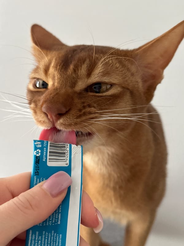 Man and Abyssinian cat share morning moments in Kazan