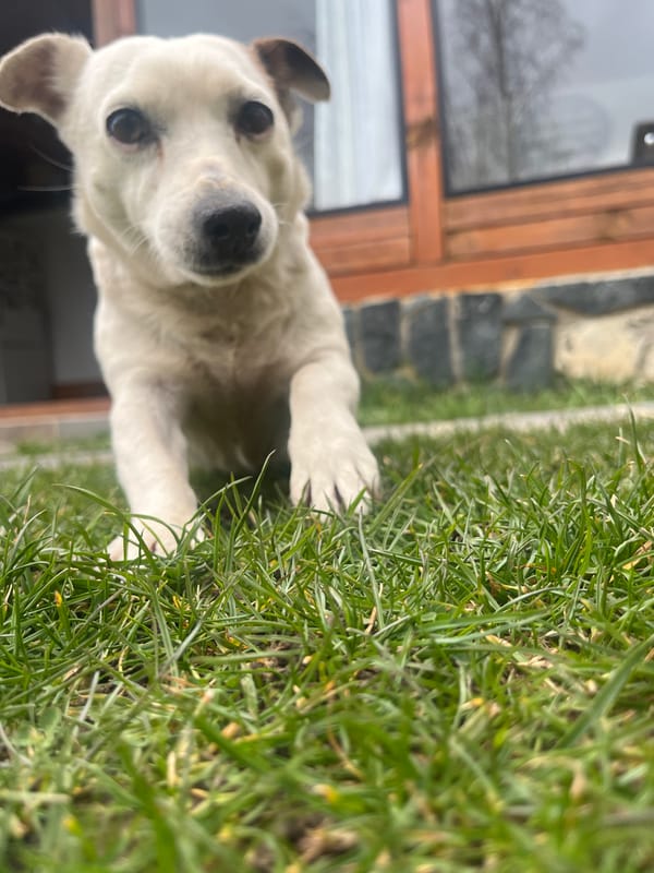 White dog spotted playing around homes in Vladaya, Bulgaria
