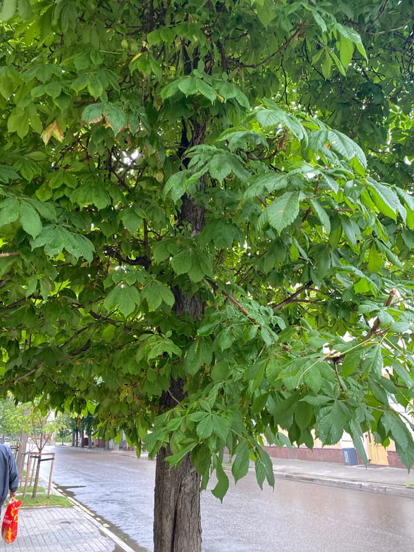 Rain-wet leaves on a city tree in Voronezh