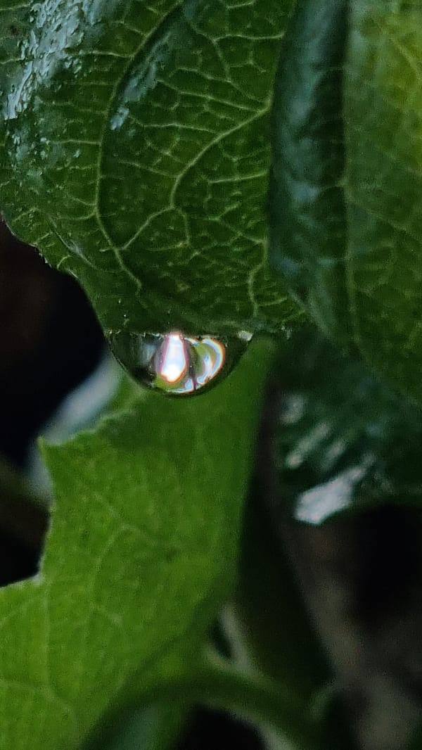 Post-rain macro photography in a Vysokoe garden, June 2026