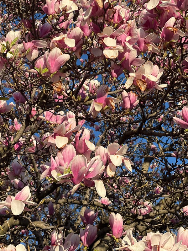 Spring blossoms documented in bloom across New York
