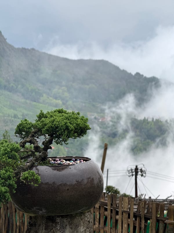 Morning mist blankets Darjeeling hills in peaceful mountain scenes