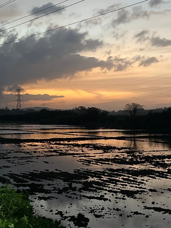 Sunset over flooded rice fields in Waduborella, Sri Lanka