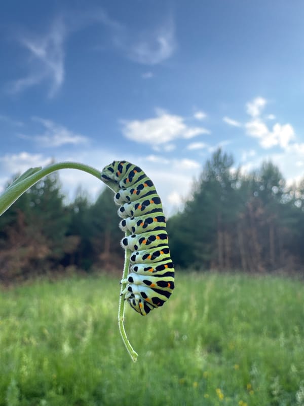 Spotted caterpillar on plant stem in Фоки, Russia