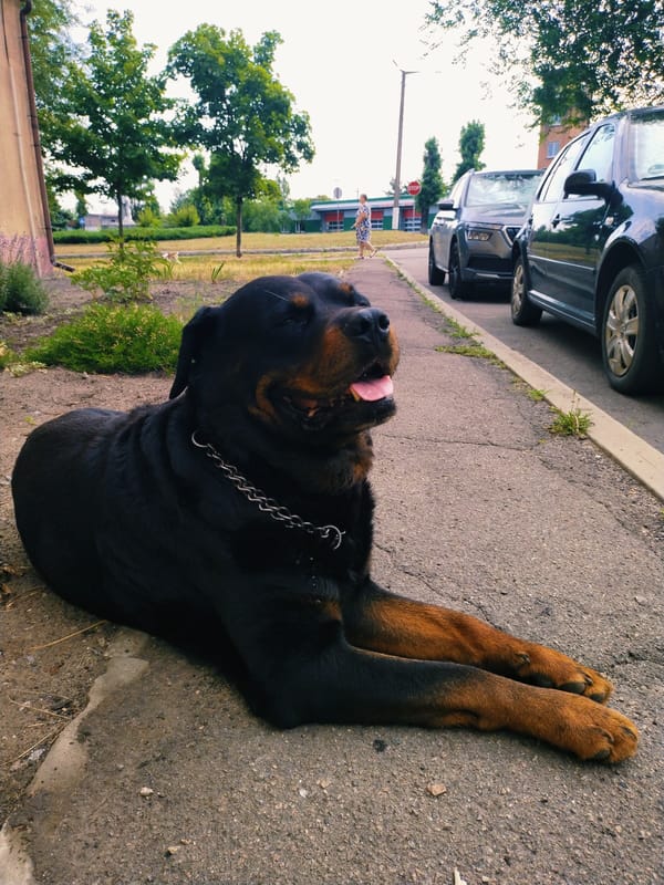 Dogs and blooming flowers on a summer morning in Horishni Plavni