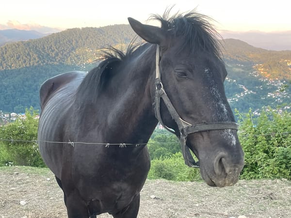Spending time with horses on a hillside outside Sochi