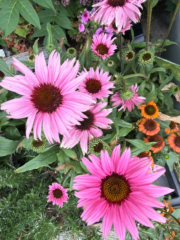 Close-up garden florals from Sofia: coneflower, oleander, bindweed