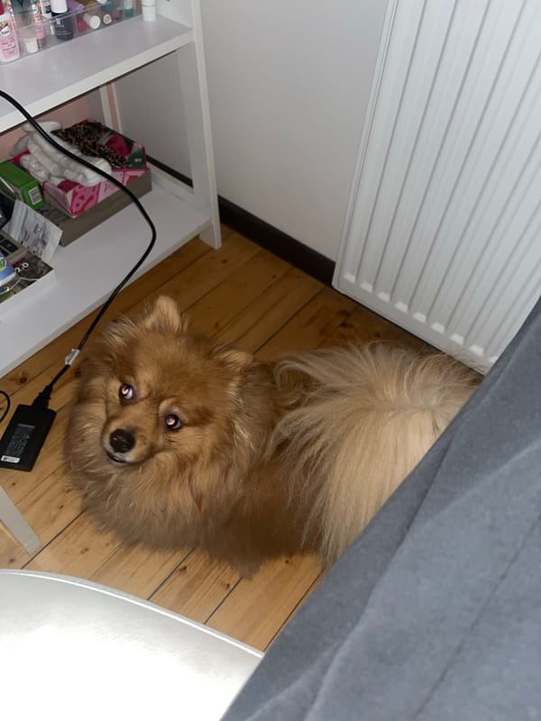 Pomeranian dog spotted on wooden floor in Pernik home