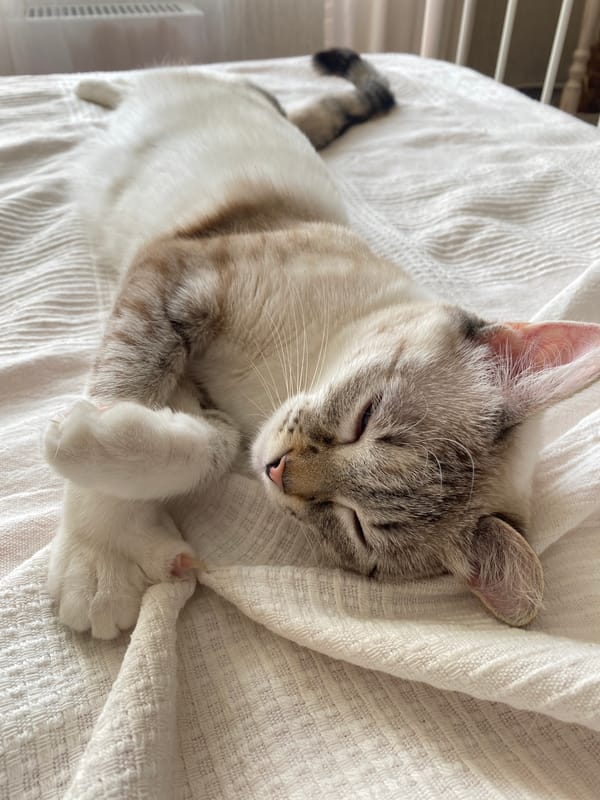 Tabby cat with blue eyes sleeps on blanket in Yekaterinburg