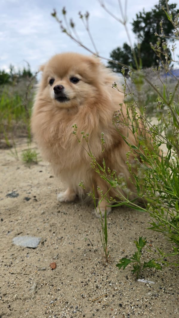 Pomeranian's outdoor romp and a quiet morning routine in Siberia
