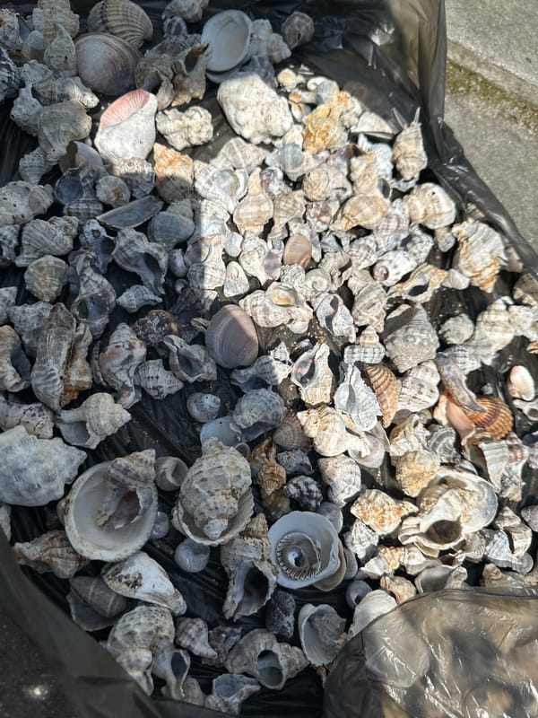 Easter weekend shell collecting documented in coastal Greek town